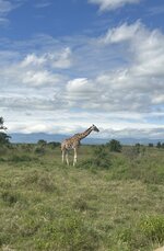 Giraffe im Nationalpark